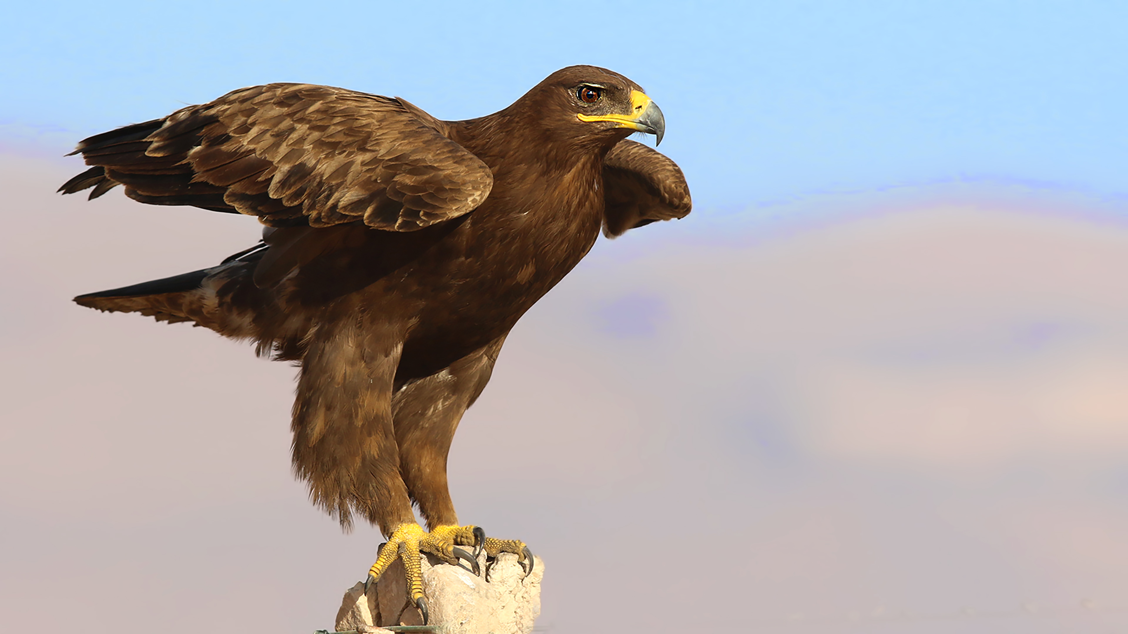 Steppe Eagle